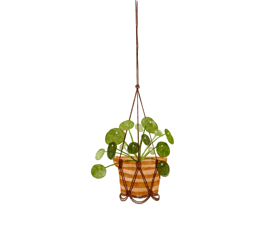 Plante suspendue